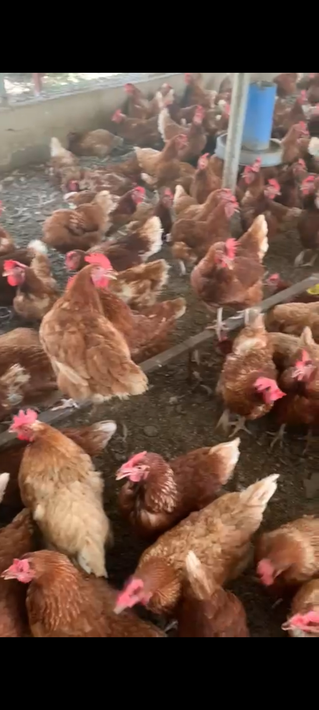 Vente poulets reformés Pour vos besoins de consommation et surtout pour les cérémonies, vente de poulets reformés de très bonne qualité à des prix abordables.