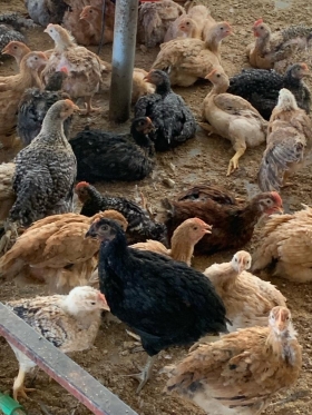 Poulets du Faso en vente Nos poulets de Faso, élevés avec soin et attention, sont désormais disponibles à un prix exceptionnel de seulement 2750 FCFA l